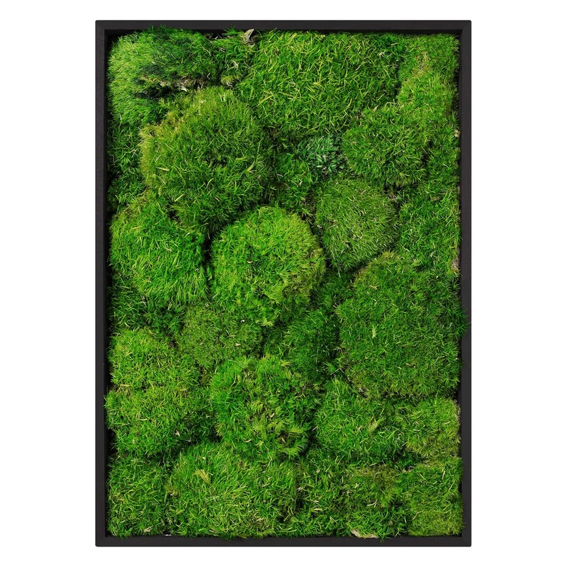 ECD GERMANY | Moosbild mit echtem Kugelmoos, Rechteck, 38x27 cm, Grün, Mooswand Indoor, Wanddeko mit Holzrahmen, Wandbild, Moos Deko für Haus & Büro