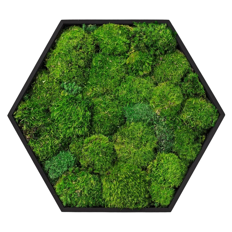 ECD GERMANY | Moosbild mit echtem Kugelmoos, Hexagon 38x34 cm, Grün, Mooswand Indoor, Wanddeko mit Holzrahmen, Wandbild, Moos Deko für Haus & Büro