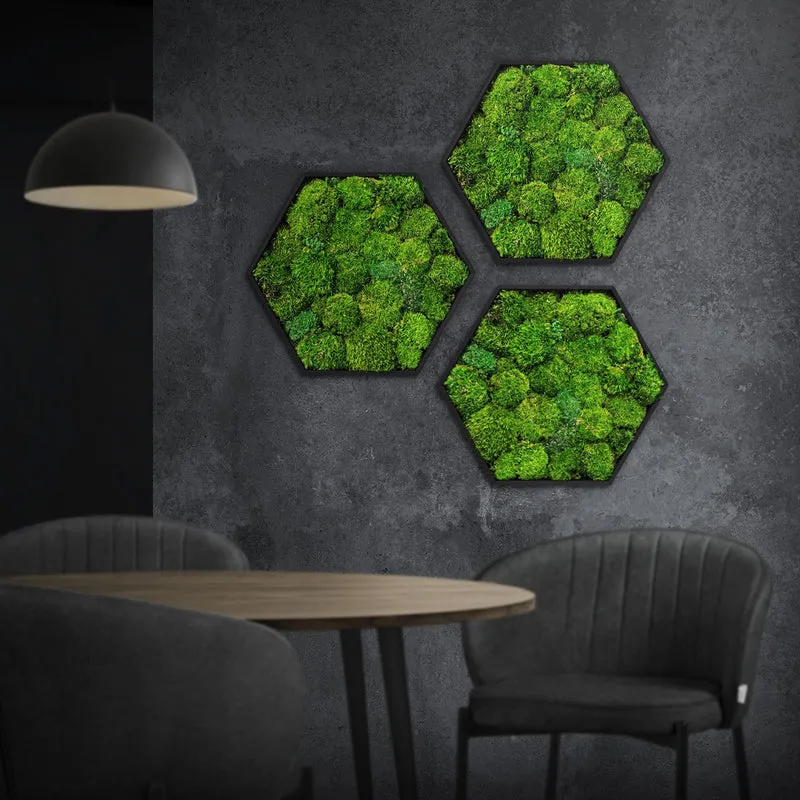 ECD GERMANY | Moosbild mit echtem Kugelmoos, Hexagon 38x34 cm, Grün, Mooswand Indoor, Wanddeko mit Holzrahmen, Wandbild, Moos Deko für Haus & Büro
