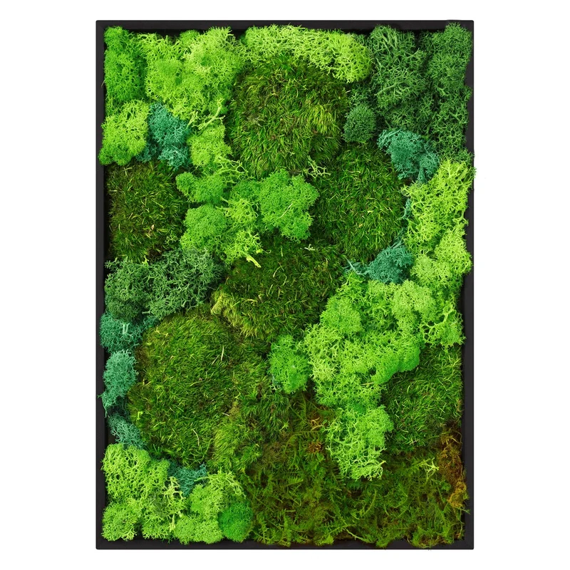 ECD GERMANY | Moosbild mit echtem Kugel-, Island- und Flachmoos-Mix Rechteck 38x27 cm Grün Mooswand Indoor Wanddeko Holzrahmen Wandbild für Haus Büro