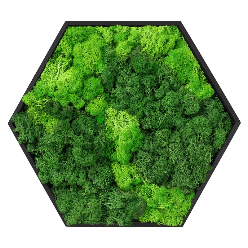 ECD GERMANY | Moosbild mit echtem Islandmoos, Hexagon 38x34 cm, Grün, Mooswand Indoor, Wanddeko mit Holzrahmen, Wandbild, Moos Deko für Haus & Büro